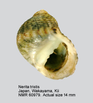 Nerita tristis (4).jpg - Nerita tristis Pilsbry,1901 